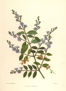 Gota de orvalho dourada, baga de pombo ou skyflower, Duranta erecta (Duranta plumieri)